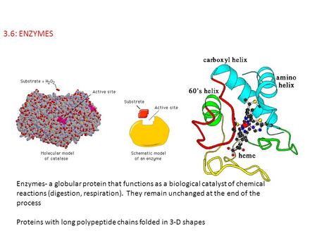 3.6: ENZYMES Enzymes- a globular protein that functions as a biological catalyst of chemical reactions (digestion, respiration). They remain unchanged.