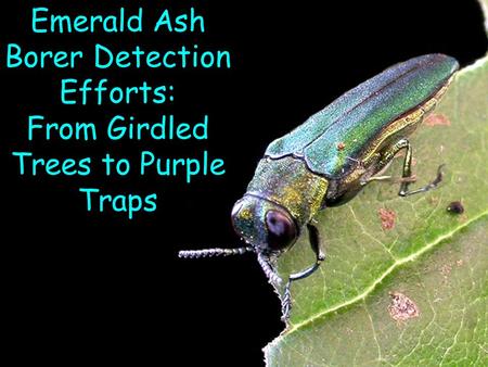 Emerald Ash Borer Detection Efforts: From Girdled Trees to Purple Traps.