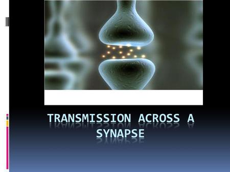 Do you remember??? Synapse Small empty space between 2 neurons Between the synaptic knob and dendrite.