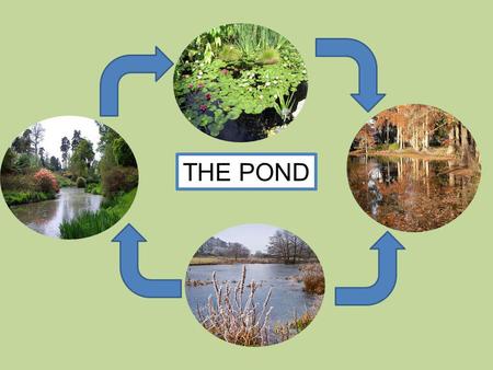 THE POND.