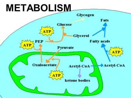 METABOLISM.