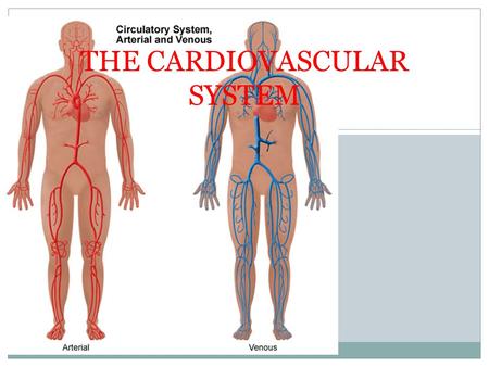 THE CARDIOVASCULAR SYSTEM