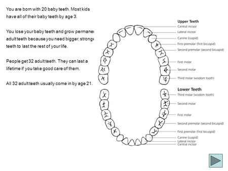 You are born with 20 baby teeth