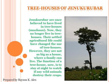 Jenukurubar are once believed to have lived in tree-houses (machaan). Now, they no longer live in tree- houses. Their settled agricultural life could have.