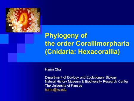 Phylogeny of the order Corallimorpharia (Cnidaria: Hexacorallia)