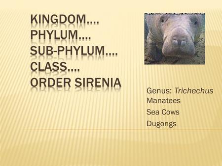 Genus: Trichechus Manatees Sea Cows Dugongs. Florida has the West Indian Manatee Have a pair of front flippers and a paddle- shaped tail Swim using up.