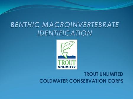 BENTHIC MACROINVERTEBRATE IDENTIFICATION