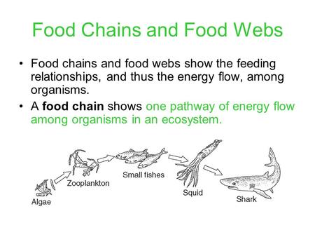 Food Chains and Food Webs Food chains and food webs show the feeding relationships, and thus the energy flow, among organisms. A food chain shows one pathway.