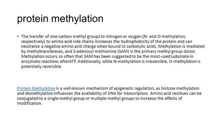 Protein methylation The transfer of one-carbon methyl groups to nitrogen or oxygen (N- and O-methylation, respectively) to amino acid side chains increases.