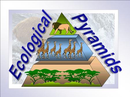 Which of the organisms in the above diagram represents the Tertiary Consumer?