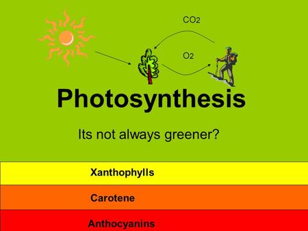 Photosynthesis Its not always greener? O2O2 CO 2 Anthocyanins Carotene Xanthophylls.