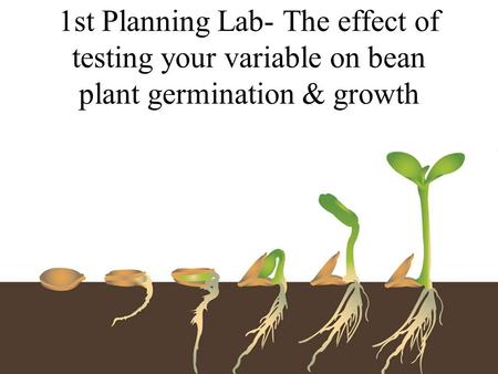 1st Planning Lab- The effect of testing your variable on bean plant germination & growth.