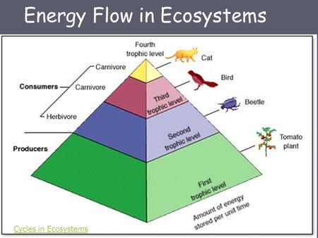 Energy Flow in Ecosystems Cycles in Ecosystems. Energy for living things starts with the sun * *Except for chemotrophic bacteria.