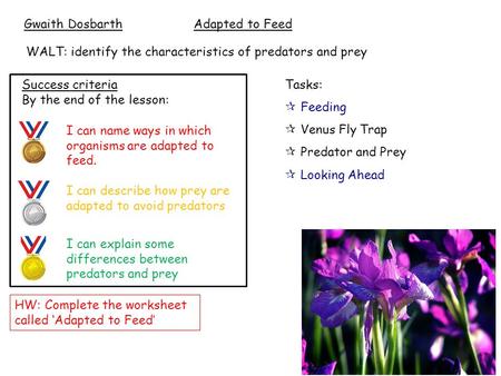 WALT: identify the characteristics of predators and prey Tasks:  Feeding  Venus Fly Trap  Predator and Prey  Looking Ahead HW: Complete the worksheet.