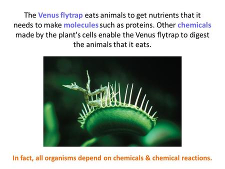 The Venus flytrap eats animals to get nutrients that it needs to make molecules such as proteins. Other chemicals made by the plant's cells enable the.