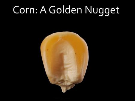 Corn: A Golden Nugget. Field CornSweet CornPopcornFlour CornFlint Corn Different corn varieties are grown to meet various food and production needs. Corn.