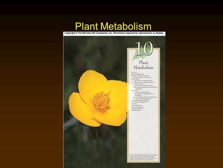 Plant Metabolism. Outline Photosynthesis  Major Steps of Photosynthesis  Light-Dependent Reactions  Light-Independent Reactions  C 4 Photosynthesis.