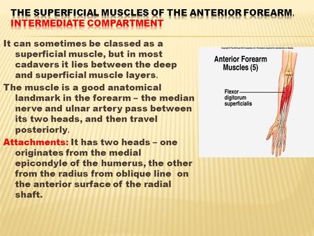 It can sometimes be classed as a superficial muscle, but in most cadavers it lies between the deep and superficial muscle layers. The muscle is a good.