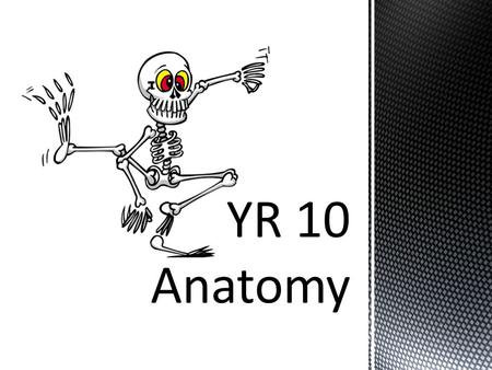 THE SKELETON THE MUSCLES The muscles play a major role in supporting the human skeleton and allowing it to move. Muscles hold together the bones.