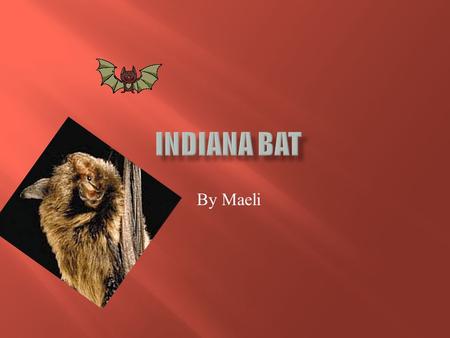 By Maeli.  The Indiana Bat is a medium size bat that usually are brown, black or grey.  Also they have pink lips unlike any other bat  They have a.