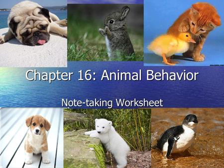 Chapter 16: Animal Behavior