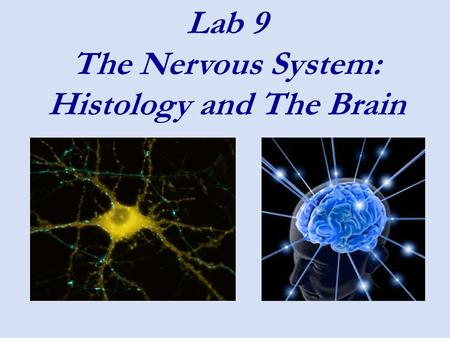 Lab 9 The Nervous System: Histology and The Brain.