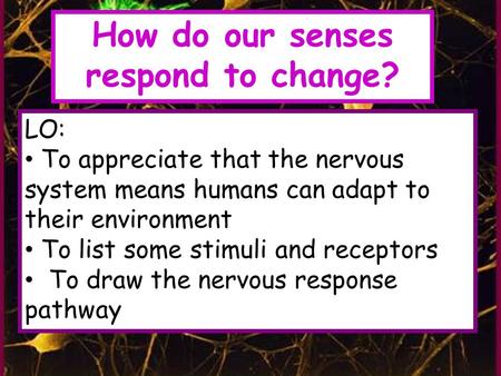 LO: To appreciate that the nervous system means humans can adapt to their environment To list some stimuli and receptors To draw the nervous response pathway.