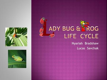 Nyariah Bradshaw Lucas Savchak.  1 Egg  2 Larva  3 Pupa  4 Full Grown lady bug.