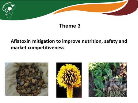 Theme 3 Aflatoxin mitigation to improve nutrition, safety and market competitiveness CGIAR.