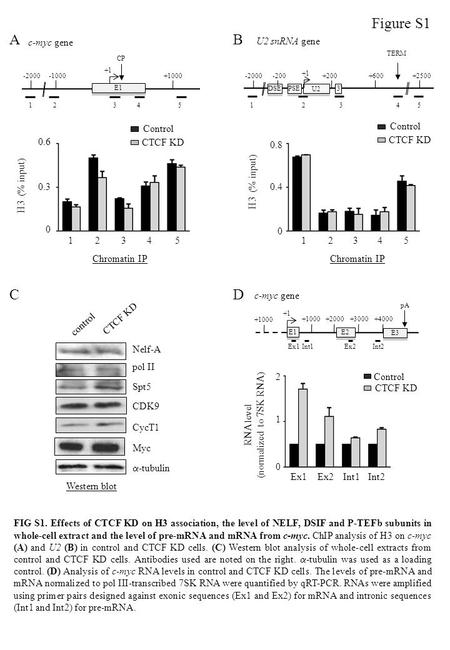 BA c-myc gene 13245 -1000 +1 -2000 E1 +1000 CP U2 snRNA gene 45132 3 3 PSE DSE -200 +1 +200+600 U2 +2500-2000 TERM Figure S1 Chromatin IP H3 (% input)