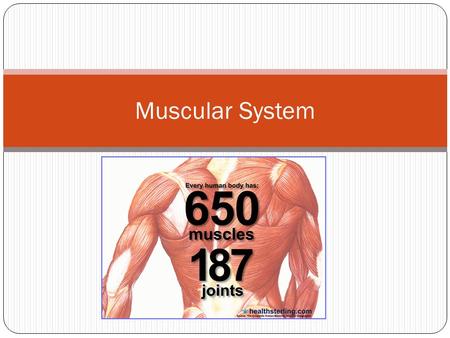 Muscular System. Functions of the Muscular System Movement Provides Shape and Form Posture Maintains body temp.