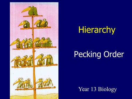 Hierarchy Pecking Order Year 13 Biology. 2  aWgf_bk0  aWgf_bk0.