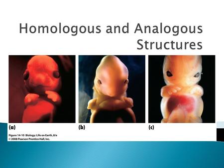  A hypothetical trace of evolution ◦ One original common ancestor  Scientists use both morphology and genetics to produce phylogenic trees ◦ Morphology-