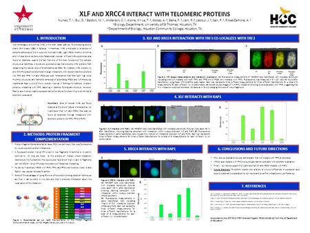 Fluorescenc e B XLF AND XRCC4 INTERACT WITH TELOMERIC PROTEINS Nunez, T. 1, Bui, D. 1 Baidon, M. 1, Anderson, C. 1, Alsina, K. 1 Le, T. 2, Abbas, A. 2,