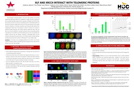 XLF AND XRCC4 INTERACT WITH TELOMERIC PROTEINS Anderson, Spencer 2 ; Tran, Phung 2 ; Luna, Paloma 2, Anderson, Chris 1 ; Baidon, Mario 1 ; Nunez, Tatiana.