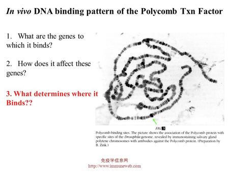 免疫学信息网  In vivo DNA binding pattern of the Polycomb Txn Factor 1.What are the genes to which it binds? 2.How does it affect these.