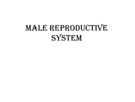 Male reproductive system. MALE REPRODUCTIVE ORGANS  Primary reproductive organs; *Testes.