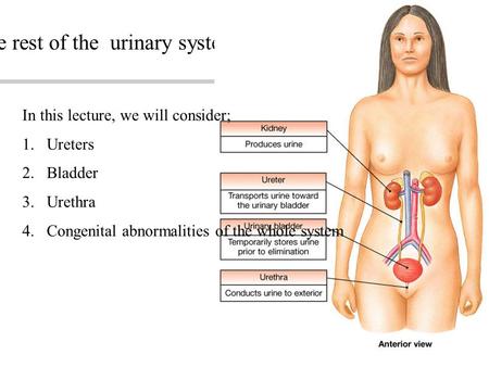 The rest of the urinary system In this lecture, we will consider; 1.Ureters 2.Bladder 3.Urethra 4.Congenital abnormalities of the whole system.