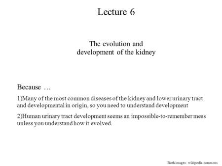 Lecture 6 The evolution and development of the kidney Because … 1)Many of the most common diseases of the kidney and lower urinary tract and developmental.