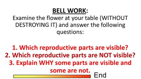 BELL WORK: Examine the flower at your table (WITHOUT DESTROYING IT) and answer the following questions: 1. Which reproductive parts are visible? 2. Which.