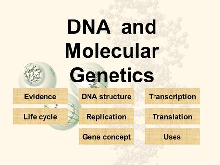 DNA and Molecular Genetics DNA structure Replication Gene concept Transcription Translation Uses Evidence Life cycle.