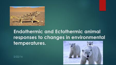 Endothermic and Ectothermic animal responses to changes in environmental temperatures. 2/22/16.