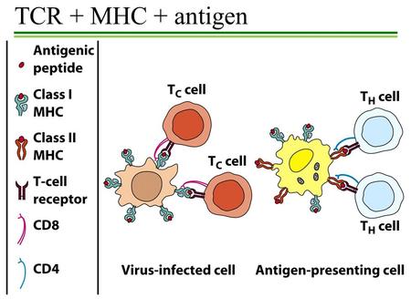 TCR + MHC + antigen. TCR and MHC Structure Class I expressed by nearly all cells present antigens to T C cells cytosolic pathway (endogenous antigen presentation)