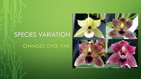 SPECIES VARIATION CHANGES OVER TIME. YOU ALREADY KNOW: SPECIES - A GROUP OF SIMILAR ORGANISMS THAT CAN MATE WITH EACH OTHER AND PRODUCE FERTILE OFFSPRING.