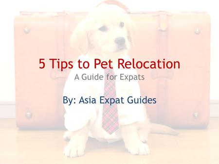 5 Tips to Pet Relocation A Guide for Expats By: Asia Expat Guides.