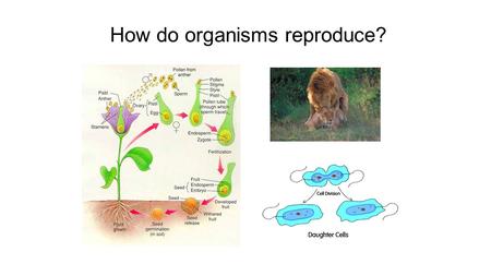 How do organisms reproduce?. 1) Who thinks they can define Reproduction? The process by which living things produce other living things like themselves.