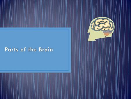 Soft mass of supportive tissues and nerve cells connected to the spinal cord.