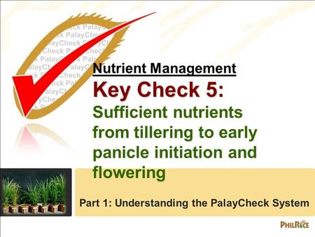 Nutrient Management Key Check 5: Sufficient nutrients from tillering to early panicle initiation and flowering Part 1: Understanding the PalayCheck System.