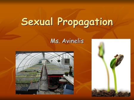 Sexual Propagation Ms. Avinelis. Why Use Seeds for Propagation? Reliable Uniform Crops Reliable Uniform Crops Low Cost Low Cost Easy to Handle Easy to.