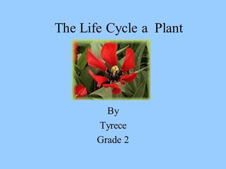 The Life Cycle a Plant By Tyrece Grade 2. Seed Inside the seed is a tiny new plant. The outside of the has a seed coat.